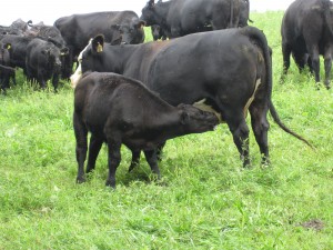 Calf nursing in one of our pastures.