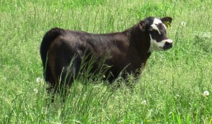 Calf in pasture.