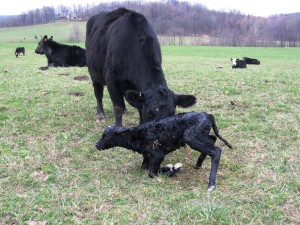 A mother with her new-born calf