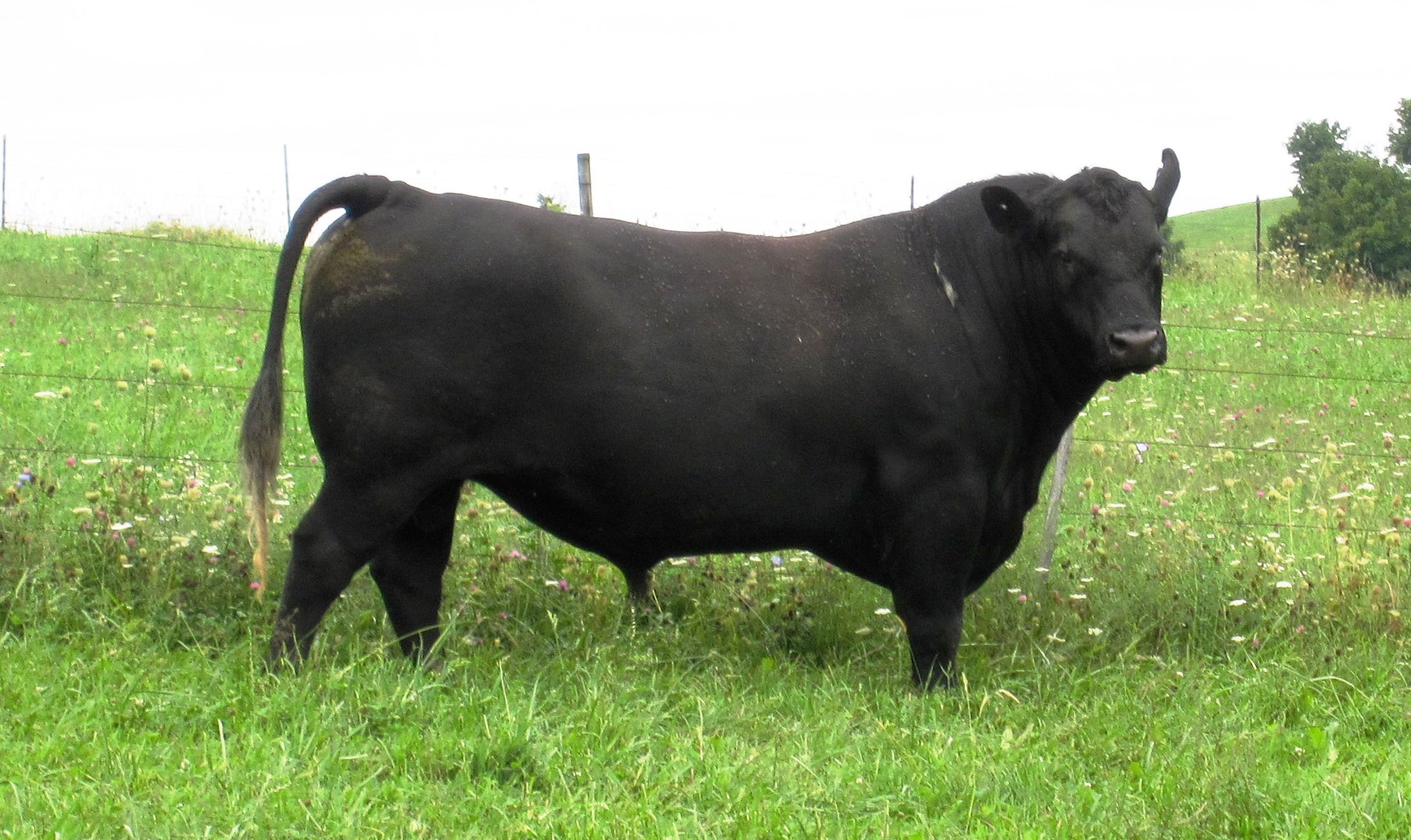 one of our registered angus bulls