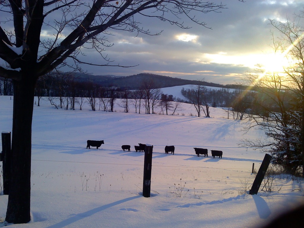 Cattle in pasture in winter time.