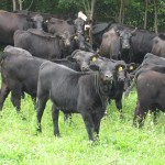 Cattle on pasture…