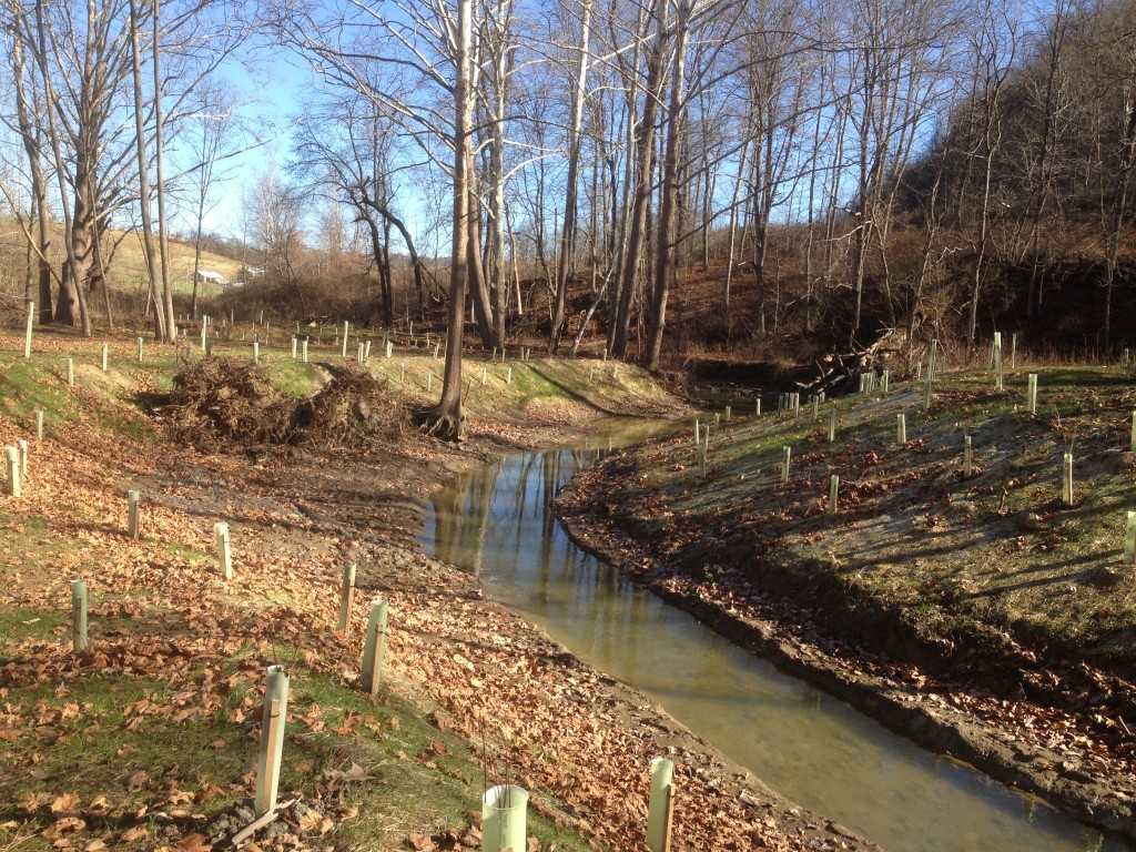 stream mitigation planting.