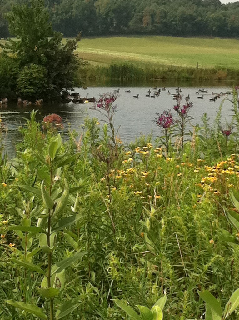 Wildflowers in a pond buffer.