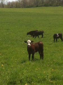 Angus calves on pasture