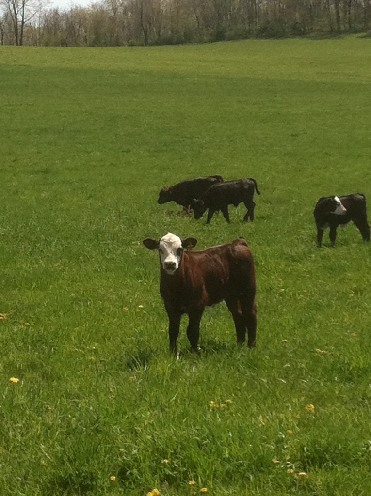 Angus calves on pasture