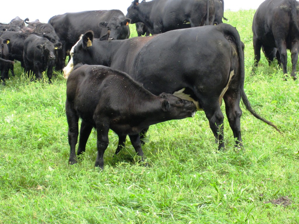A calf nursing just before being weaned from its mothers milk