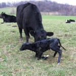 Mother with new-born calf