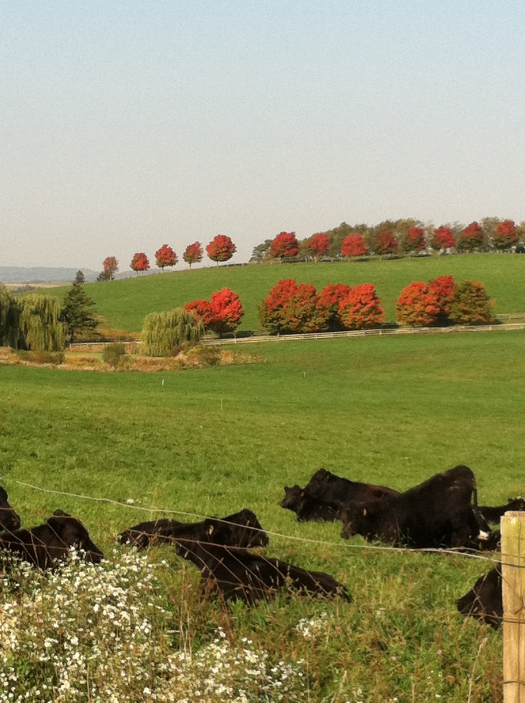Pasture in fall