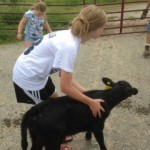 Visiting an orphaned calf