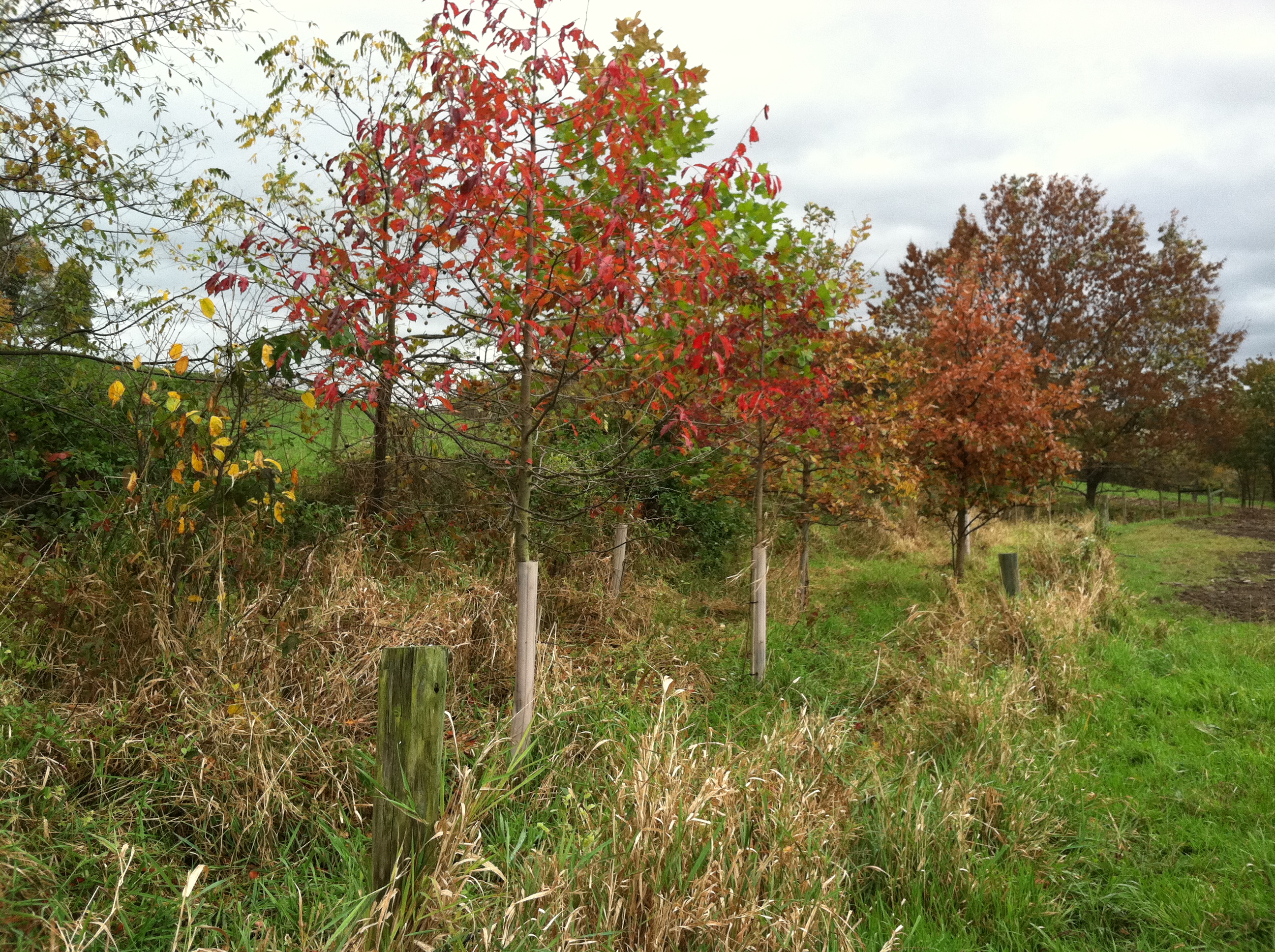 Maturing Riparian Buffer Planted by FSF.