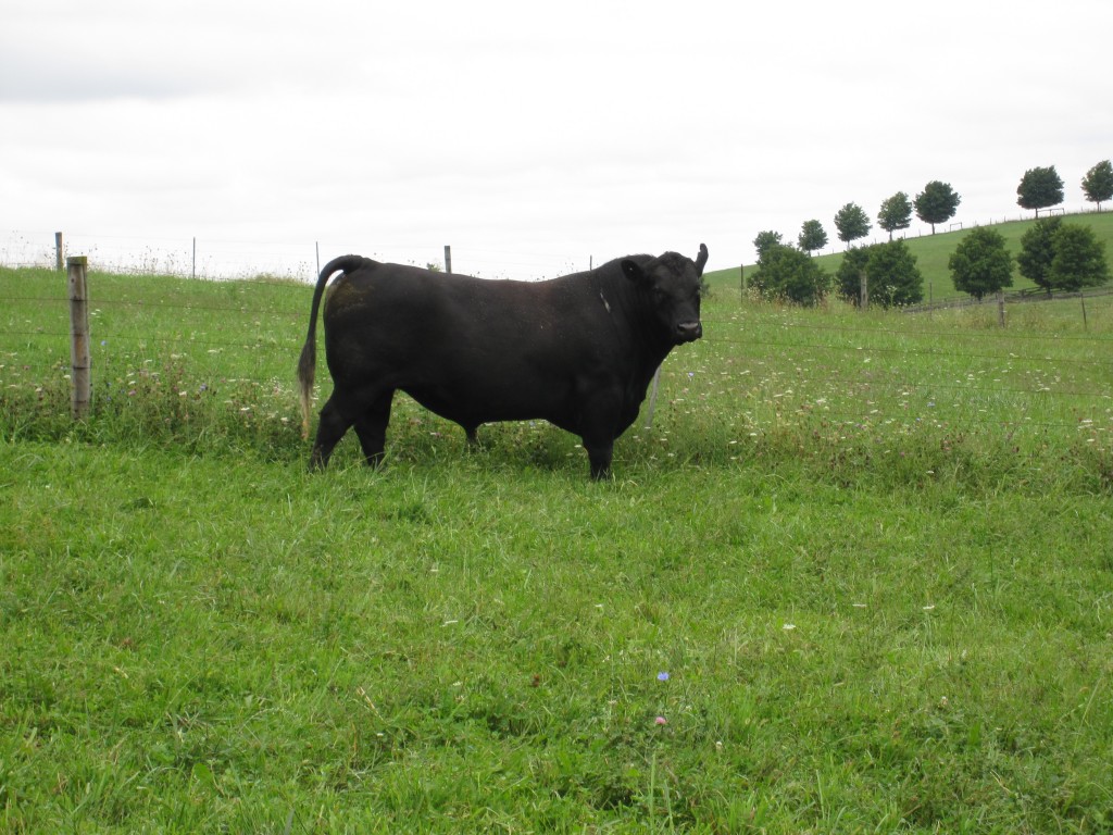 One of our pure bred Angus bulls.