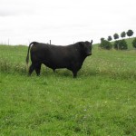 One of our pure-bred Angus bulls.